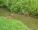 Submitted by: fawns in the water